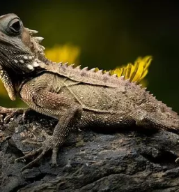 Zamrznjene misi slovenija