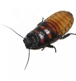 Zamrznjene misi slovenija