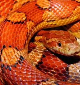 Zamrznjene podgane slovenija