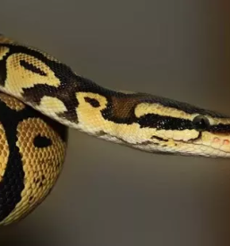 Zamrznjene podgane slovenija