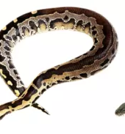 Zamrznjene podgane slovenija