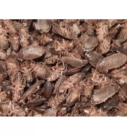 Zamrznjene podgane slovenija