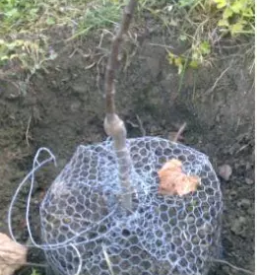 Zascitne mreze za glodalce koroska