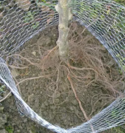 Zascitne mreze za glodalce koroska