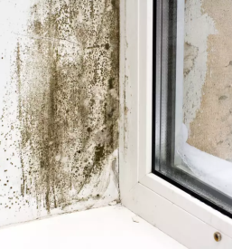 Preprečevanje plesni na objektih