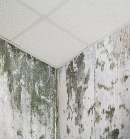 Sanacija plesni na zidu