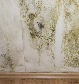 Zaščita proti plesni na zidu