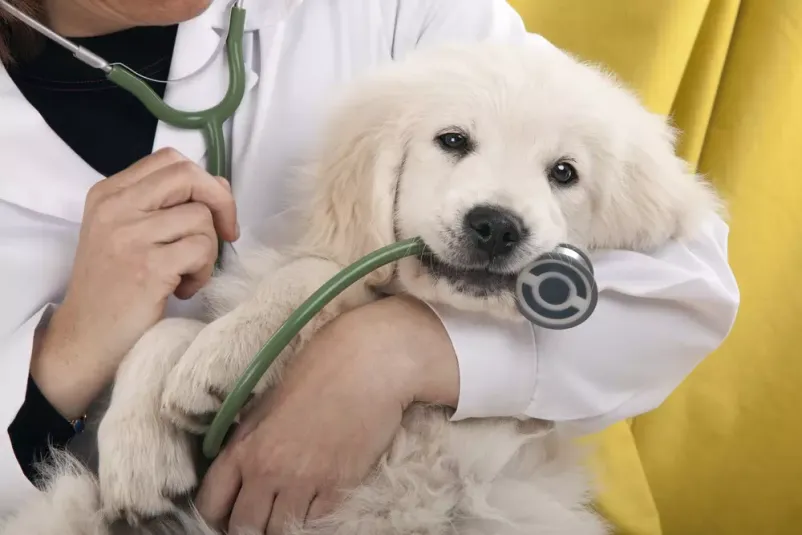 Zdravljenje malih živali v ambulanti Ljutomer