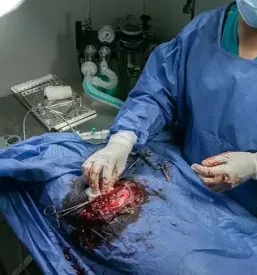 Veterinar za male živali Ljutomer