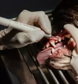 Zdravljenje malih zivali maribor
