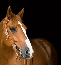 Zdravljenje velikih zivali ljutomer