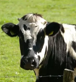 Zdravljenje velikih zivali ljutomer