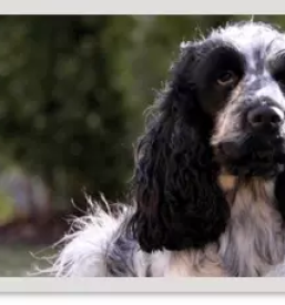 Zdravljenje zivali dravograd koroska