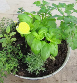 Zelenjavne sadike gorenjska