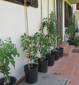 Zelenjavne sadike gorenjska