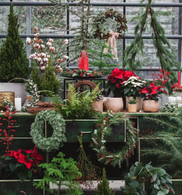 Zelenjavne sadike osrednja slovenija