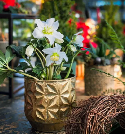 Zelenjavne sadike osrednja slovenija