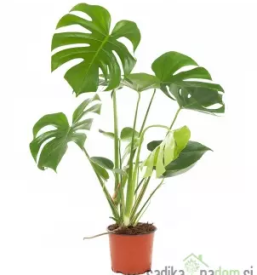 Prodaja okrasnih rastlin bela krajina