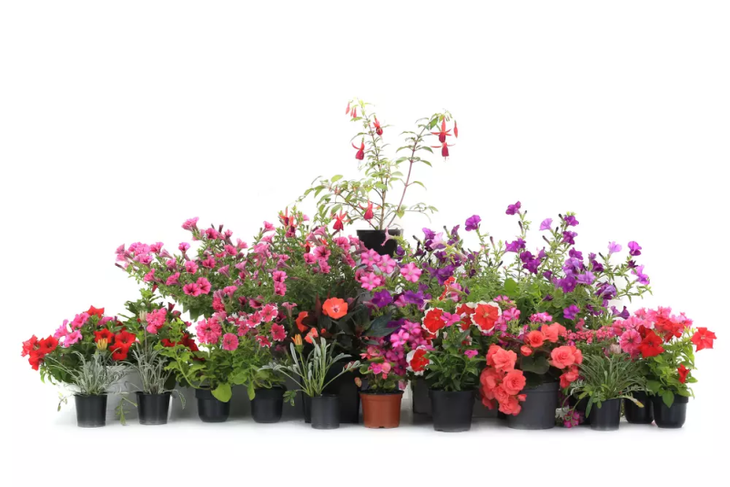 Prodaja okrasnih rastlin