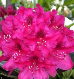 Prodaja okrasnih rastlin bela krajina