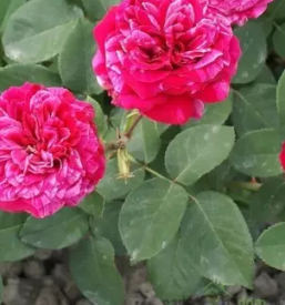 Prodaja okrasnih rastlin bela krajina