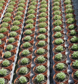 Prodaja sadnih in okrasnih rastlin