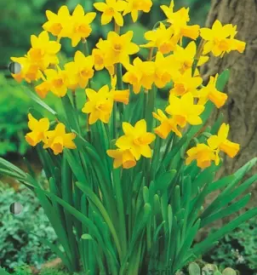 Sadne sadike petrovce