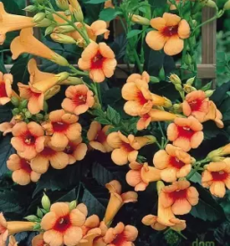 Sadne sadike petrovce