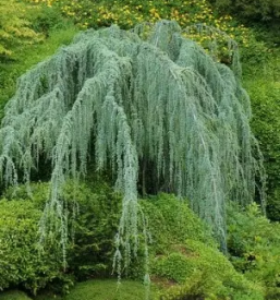 Sadne sadike petrovce