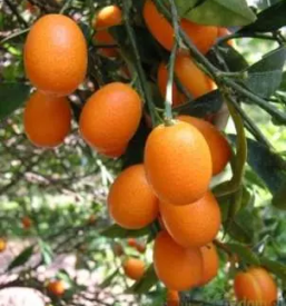 Prodaja sadnih sadik bela krajina