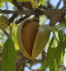 Prodaja sadnih sadik bela krajina