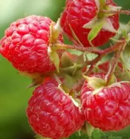 Prodaja sadnih sadik bela krajina