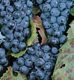 Prodaja trsnih sadik bela krajina