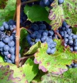 Prodaja trsnih sadik bela krajina