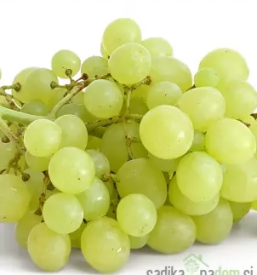 Prodaja trsnih sadik bela krajina