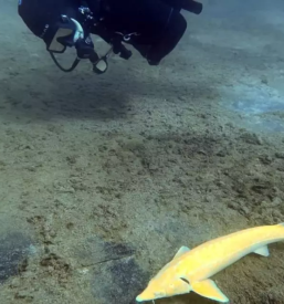 Potapljaski tecaj ssi obala istra