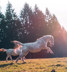 Rojstni dnevi za otroke savinjska