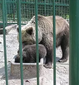 Domača slovenska hrana na Gorenjskem