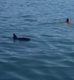 Prevoz z barko obala