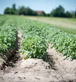 Prodaja krompirja murska sobota, okolica