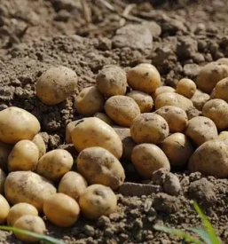 Prodaja krompirja za ozimnico