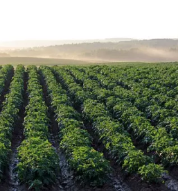 Prodaja domačega krompirja Renkovci