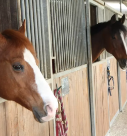 Najsodobnejsa veterinarska oprema maribor in okolica