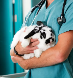 Najsodobnejsa veterinarska oprema maribor in okolica