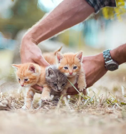 Veterinarska ambulanta maribor okolica