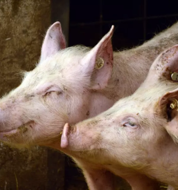 Veterinarska ambulanta maribor okolica