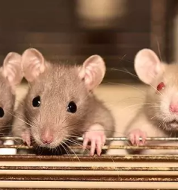 Deratizacija in dezinfekcija maribor in okolica