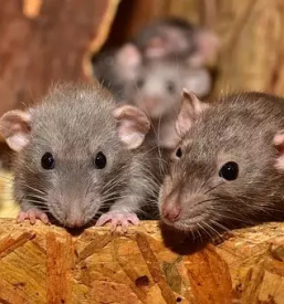 Deratizacija in dezinfekcija maribor in okolica