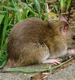 Deratizacija in dezinfekcija maribor in okolica