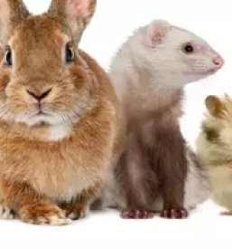 Dober veterinar maribor in okolica